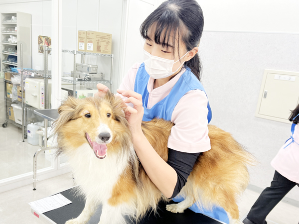 モデル犬の体のケア！